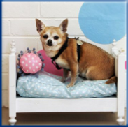 Campbell Village Veterinary Clinic offer dog boarding services in Dallas, TX 75248. Campbell Village Veterinary Clinic offer dog boarding services in Dallas, TX 75248.