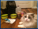 Campbell Village Veterinary Clinic highly recommends including your pet in your emergency preparedness plans. Campbell Village Veterinary Clinic highly recommends including your pet in your emergency preparedness plans.