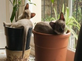 Campbell Village Veterinary Clinic provides tips to help keep your pet's environment safe. Campbell Village Veterinary Clinic provides tips to help keep your pet's environment safe.
