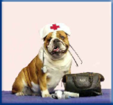 Campbell Village Veterinary Clinic highly recommends preparing a first aid kit to keep on hand for your pet.
