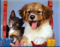 Campbell Village Veterinary Clinic promotes happy and healthy pets. Campbell Village Veterinary Clinic promotes happy and healthy pets.