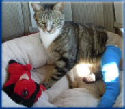 Campbell Village Veterinary Clinic strives to make any necessary surgery as safe and painless as possible for your pet. Campbell Village Veterinary Clinic strives to make any necessary surgery as safe and painless as possible for your pet.