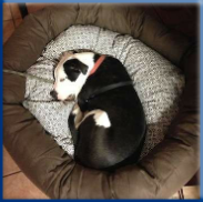 Campbell Village Veterinary Clinic offer dog boarding services in Dallas, TX 75248. Campbell Village Veterinary Clinic offer dog boarding services in Dallas, TX 75248.