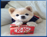 Campbell Village Veterinary Clinic warns against letting your dog eat chocolate. Campbell Village Veterinary Clinic warns against letting your dog eat chocolate.