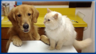 Campbell Village Veterinary Clinic recommends regular exams to keep pets happy and healthy.