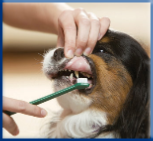 Campbell Village Veterinary Clinic promotes comprehensive dental care for pets to keep teeth longer and aid in fresher breath.