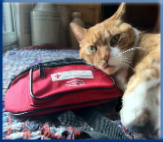 Campbell Village Veterinary Clinic highly recommends preparing a first aid kit to keep on hand for your pet.