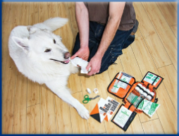 Campbell Village Veterinary Clinic highly recommends preparing a first aid kit to keep on hand for your pet.