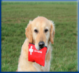 Campbell Village Veterinary Clinic highly recommends preparing a first aid kit to keep on hand for your pet.
