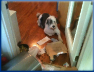 Let Campbell Village Veterinary Clinic help with your pet's behavioral problems.