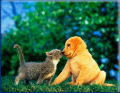Campbell Village Veterinary Clinic promotes happy and healthy pets. Campbell Village Veterinary Clinic promotes happy and healthy pets.