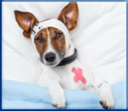 Campbell Village Veterinary Clinic strives to make any necessary surgery as safe and painless as possible for your pet. Campbell Village Veterinary Clinic strives to make any necessary surgery as safe and painless as possible for your pet.