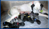 Campbell Village Veterinary Clinic can help to maximize your pet's reproductive potential.