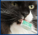 Campbell Village Veterinary Clinic promotes comprehensive dental care for pets to keep teeth longer and aid in fresher breath.
