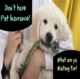 Campbell Village Veterinary Clinic suggests having pet insurance to help reduce your medical cost. Campbell Village Veterinary Clinic suggests having pet insurance to help reduce your medical cost.