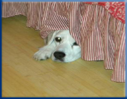 Let Campbell Village Veterinary Clinic help with your pet's behavioral problems.
