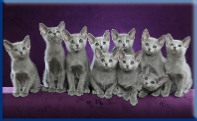 Campbell Village Veterinary Clinic can help to maximize your pet's reproductive potential.
