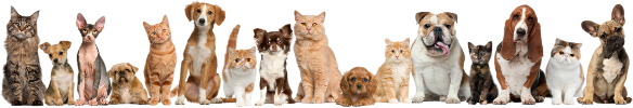 Campbell Village Veterinary Clinic shares pet news and information to help keep your pet happy and healthy.