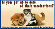 Campbell Village Veterinary Clinic promotes regular vaccinations to protect your pet from preventable infectious diseases. Campbell Village Veterinary Clinic promotes regular vaccinations to protect your pet from preventable infectious diseases.