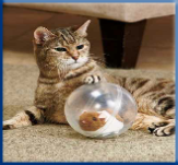 Campbell Village Veterinary Clinic provides tips for adequately accommodating your cat.