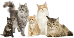Campbell Village Veterinary Clinic shares cat news and information to help keep your cat happy and healthy.