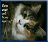 Most worms in cats are easily treatable. Be sure to have them checked annually!