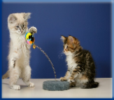 Campbell Village Veterinary Clinic provides tips for adequately accommodating your cat.