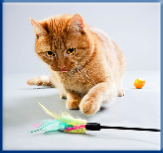 Campbell Village Veterinary Clinic provides tips for adequately accommodating your cat.