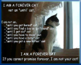 Campbell Village Veterinary Clinic provides resources to help you learn more about each breed of cat.