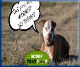 Most worms in dogs are easily treatable. Be sure to have them checked annually!