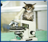 Most worms in pets are easily treatable. Be sure to have them checked annually!