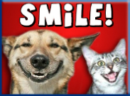 Let Campbell Village Veterinary Clinic help your pet smile.
