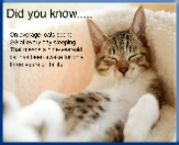 Campbell Village Veterinary Clinic provides resources to help you learn more about each breed of cat.