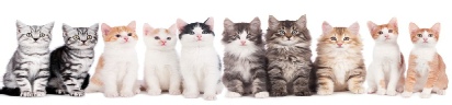 Campbell Village Veterinary Clinic shares cat news and information to help keep your cat happy and healthy.