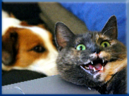 Let Campbell Village Veterinary Clinic help your pet smile.