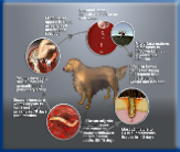 Heartworm prevention is the best defense against heartworm disease!