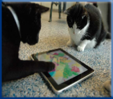 Campbell Village Veterinary Clinic provides tips for adequately accommodating your cat.