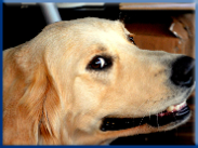 Let Campbell Village Veterinary Clinic help your pet smile.