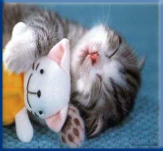 Campbell Village Veterinary Clinic provides tips for adequately accommodating your cat.