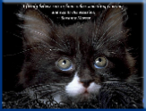 Campbell Village Veterinary Clinic provides resources to help you learn more about each breed of cat.