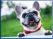 Let Campbell Village Veterinary Clinic help your pet smile.
