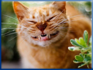 Let Campbell Village Veterinary Clinic help your pet smile.