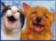 Let Campbell Village Veterinary Clinic help your pet smile.